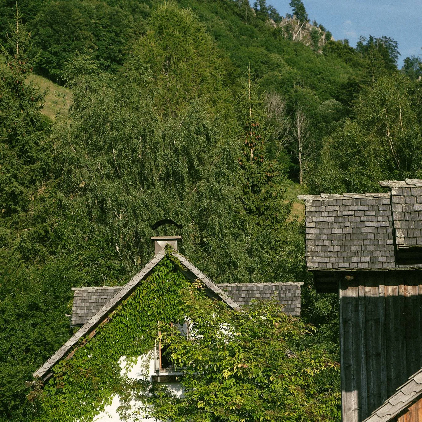 Almleben im Nationalpark Kalkalpen
