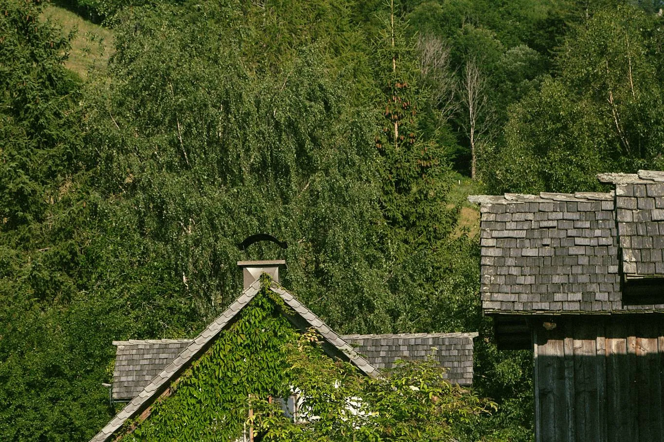 Almleben im Nationalpark Kalkalpen